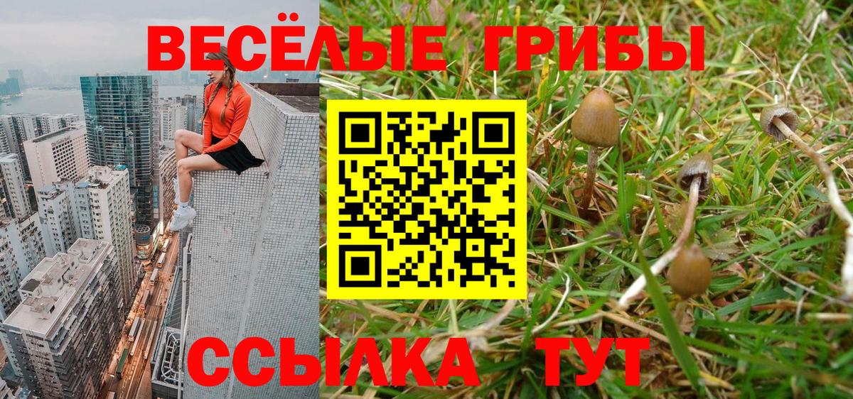Чернушка  Галлюциногенные грибы Psilocybine cubensis  Вход с VPN  Галлюциногенные грибы мицелий 